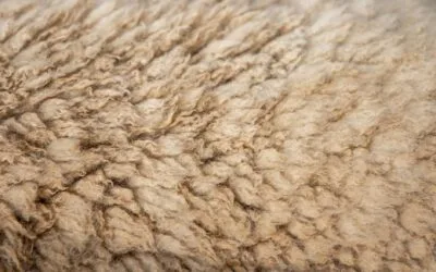PETA cere renunțarea la lână în modă. Ce indică certificările invocate de H&M