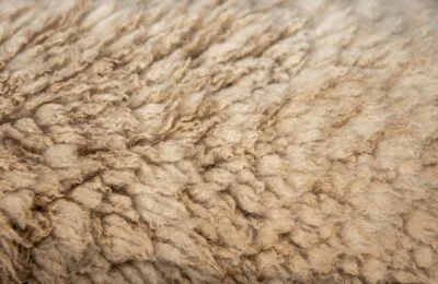 PETA cere renunțarea la lână în modă. Ce indică certificările invocate de H&M